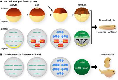 Bicaudal-C Post-transcriptional regulator of cell fates and functions